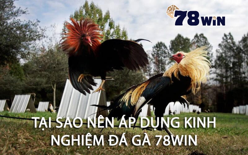 Tại sao nên áp dụng kinh nghiệm đá gà 78win